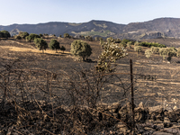 29/07/2021 Cuggioni, Oristano  Italy.
 An olive grove was destroyed by the fires actively burning around the town of Cuglieri on the island...