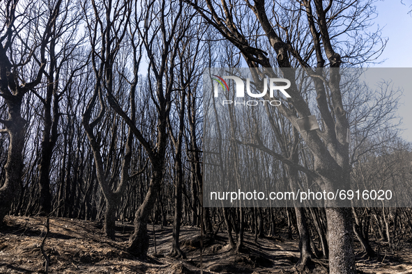 29/07/2021 Cuggioni, Oristano  Italy.
 A view of a forest burned by wildfire at the town of Cuglieri on the island of Sardinia. Many fires h...