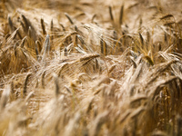 Wheat field in Gac village near Lancut, Podkarpackie voivodeship in Poland on July 6th, 2021. (