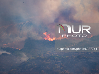 The Difesa Grande forest in flames for several days in Gravina in Puglia on 2 August 2021.
The fire that hit the Difesa Grande forest in Gr...