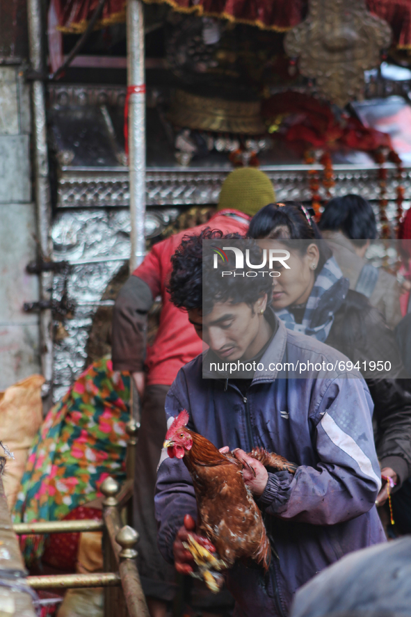 Hindu man sacrifices a rooster to the Goddess Kali at the Dakshinkali Temple in Nepal, on December 13, 2011. Dakshinkali Temple is located a...