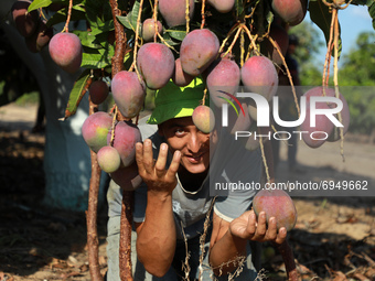 A Palestinian farmer picks Mango at a farm during the harvest season in the center of Gaza strip, on August 11 , 2021.
 (