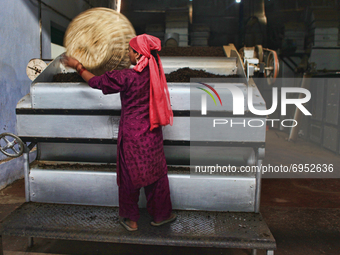 Worker puts dried tea leaves into a machine to sort the tea by grade and quality at the Baijnath Government Tea Factory in Baijnath, Himacha...