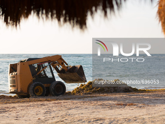 Workers clear Sargassum algae at Punta Xcatik
Beach, in a Hotel Resort near Playa del Carmen, on July 18, 2015. (