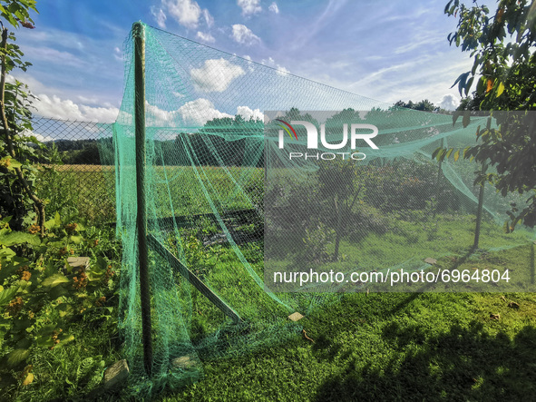 A protective netting barrier covering blueberry plants is seen in a garden in Sulkowice, Poland on August 9, 2021. 
 