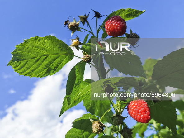 Raspberries are blooming in a garden. Chocznia, Poland on August 10, 2021. 
 
