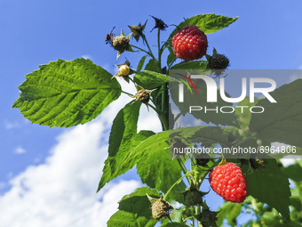 Raspberries are blooming in a garden. Chocznia, Poland on August 10, 2021. 
 (