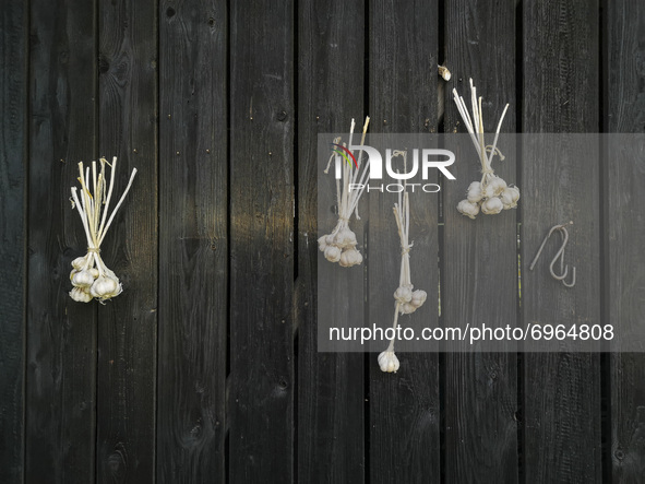 Garlic bulbs are seen hanging on a barn in Chocznia, Poland on August 10, 2021. 
 