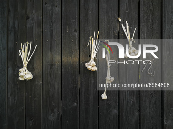Garlic bulbs are seen hanging on a barn in Chocznia, Poland on August 10, 2021. 
 (