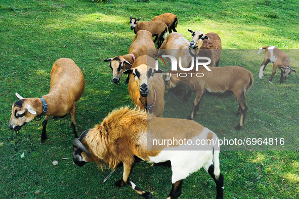A flock of Cameroon sheeps are seen on the meadow in Chocznia, Poland on August 10, 2021. 
 