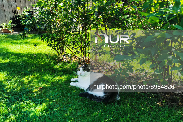 A cat is resting in a shadow during a hot summer day in a garden. Chocznia, Poland on August 10, 2021. 
 