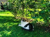 A cat is resting in a shadow during a hot summer day in a garden. Chocznia, Poland on August 10, 2021. 
 (