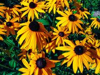 Rudbeckia fulgida, also named the orange coneflower, is blooming in a garden in Chocznia, Poland on August 10, 2021. 
 (