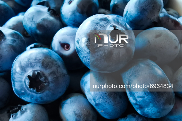 Highbush blueberries. Sulkowice, Poland on August 12, 2021. 