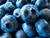 Highbush blueberries. Sulkowice, Poland on August 12, 2021. (
