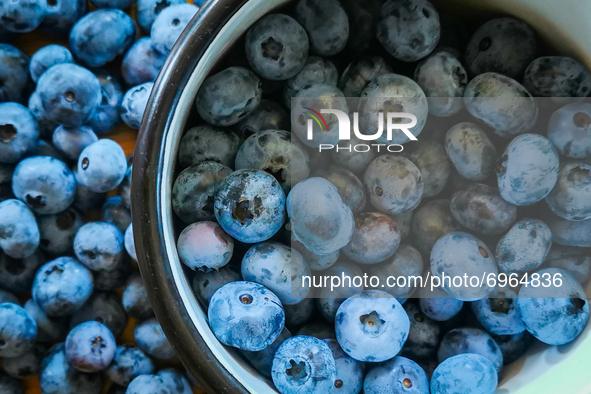 Highbush blueberries. Sulkowice, Poland on August 12, 2021. 