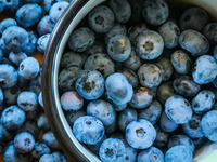 Highbush blueberries. Sulkowice, Poland on August 12, 2021. (