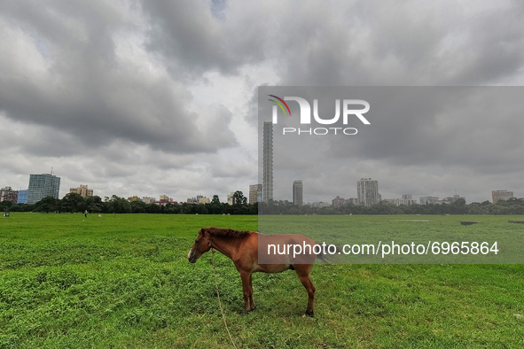 A horse grazes a field as rain clouds cover the cityscape of Kolkata, India, on 17 August 2021 . Kolkata and other places over ganges plane...