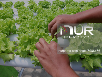 Surya ( 31 year) inspects curly lettuce plants grown hydroponically in the yard of his house in Pandanwangi village, Malang, East Java, Indo...
