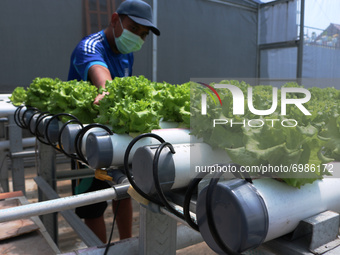 Surya (31 years old) carries out routine maintenance of curly lettuce plants grown hydroponically in his yard in Pandanwangi Village, Malang...