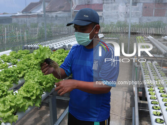 Surya (31 years old) carries out routine maintenance of curly lettuce plants grown hydroponically in his yard in Pandanwangi Village, Malang...