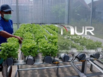 Surya (31 years) carries out routine maintenance of curly lettuce plants grown hydroponically in his yard in Pandanwangi Village, Malang, Ea...