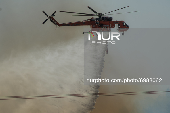 An Erickson S-64F waterbomber helicopter at the Vilia wildfire.  On August 23rd, in 2021 in Vilia, Attica (Athens), Greece. 