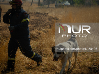 A firefighter rescuing a dog that was running close to the flames.  On August 23rd, in 2021 in Vilia, Attica (Athens), Greece. (