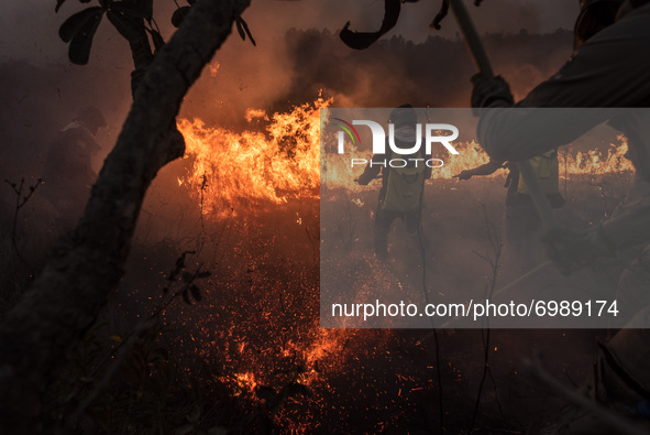 Firefighters, forest brigades, volunteers and Civil Defense agents struggle to contain the flames that consume out of control a large part o...