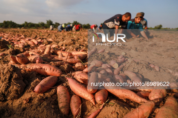 Palestinian farmers harvest sweet potato at a farm in Khan Yunis, in the southern Gaza Strip, on August 24, 2021. 
 