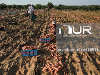 Palestinian farmers harvest sweet potato at a farm in Khan Yunis, in the southern Gaza Strip, on August 24, 2021. 
 (