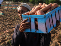 A Palestinian farmer collects sweet potato at a farm in Khan Yunis, in the southern Gaza Strip, on August 24, 2021. 
 (