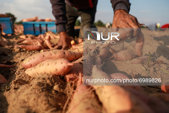 A Palestinian farmer collects sweet potato at a farm in Khan Yunis, in the southern Gaza Strip, on August 24, 2021. 
 