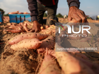 A Palestinian farmer collects sweet potato at a farm in Khan Yunis, in the southern Gaza Strip, on August 24, 2021. 
 (