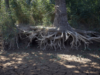 The roots of a tree are seen as water retreated. The marsh of Capestang in the Herault and Aude department is drying out as scorching temper...