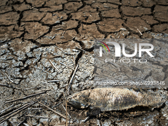 A dead carp is seen drying on the reed bed of the marsh. The marsh of Capestang in the Herault and Aude department is drying out as scorchin...