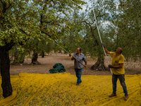 Two workers during the almond harvest in the Molfetta, Italy countryside in Molfetta, Italy on 28 August 2021.
According to the latest esti...