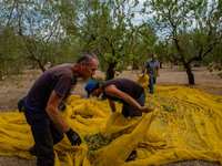 Workers during the almond harvest in the Molfetta, Italy countryside in Molfetta, Italy on 28 August 2021.
According to the latest estimate...