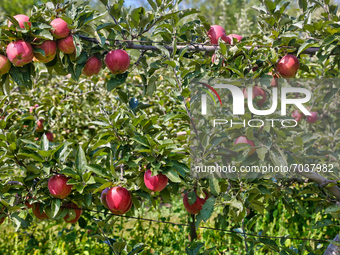 Apple trees at an apple orchard in King City, Ontario, Canada, on September 04, 2021. (
