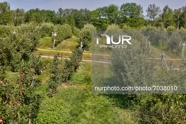 Apple trees at an apple orchard in King City, Ontario, Canada, on September 04, 2021. 
