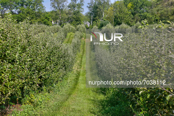 Apple trees at an apple orchard in King City, Ontario, Canada, on September 04, 2021. 