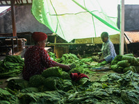 Woman farmers sort freshly harvested tobacco leaves on September 09, 2021 in Tobacco Village, Sumedang Regency, Indonesia. The majority of r...