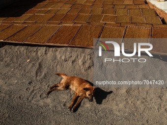 A dog seen lies on the ground near tobacco leaves are laid out to dry on September 09, 2021 in Tobacco Village, Sumedang Regency, Indonesia....