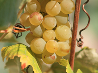 Grapes growing at a winery in Niagara, Ontario, Canada, on September 23, 2008. (