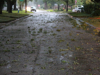 The strong winds left tree limbs and leaves covering many streets. (