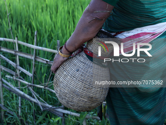 Bodo community women holding a bamboo made fish container as she is searching fish in a mud water field using traditional fishing equipment...