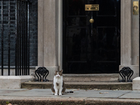 LONDON, UNITED KINGDOM - SEPTEMBER 15, 2021: Larry the cat is seen outside Downing Street as British Prime Minister Boris Johnson is conduct...
