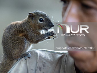 A squirrel named UNTUNG and his master MAWI look familiar in South Tangerang, Banten, Indonesia on September 17, 2021. Mr. MAWI has kept a p...