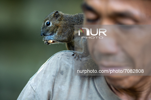 A squirrel named UNTUNG and his master MAWI look familiar in South Tangerang, Banten, Indonesia on September 17, 2021. Mr. MAWI has kept a p...