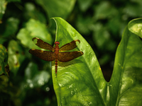 The fulvous forest skimmer (Neurothemis fulvia) is a species of dragonfly found in Asia. A female fulvous forest skimmer is sitting on the w...